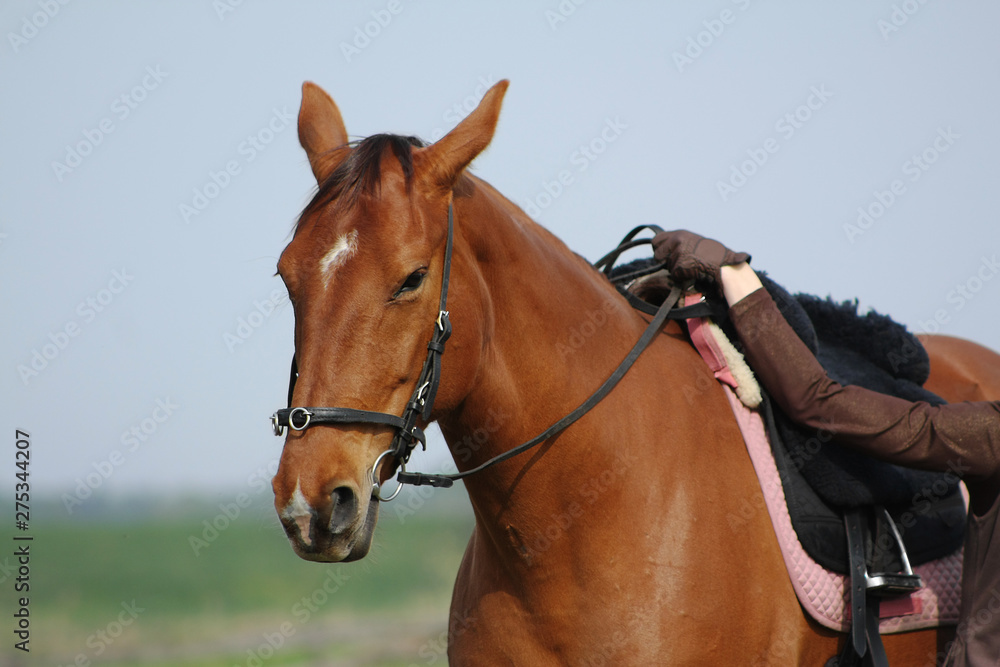 Holdig a chestnut horse by the reigns outside, Portrait, Holdig a chestnut horse by the reigns outside, Portrait,