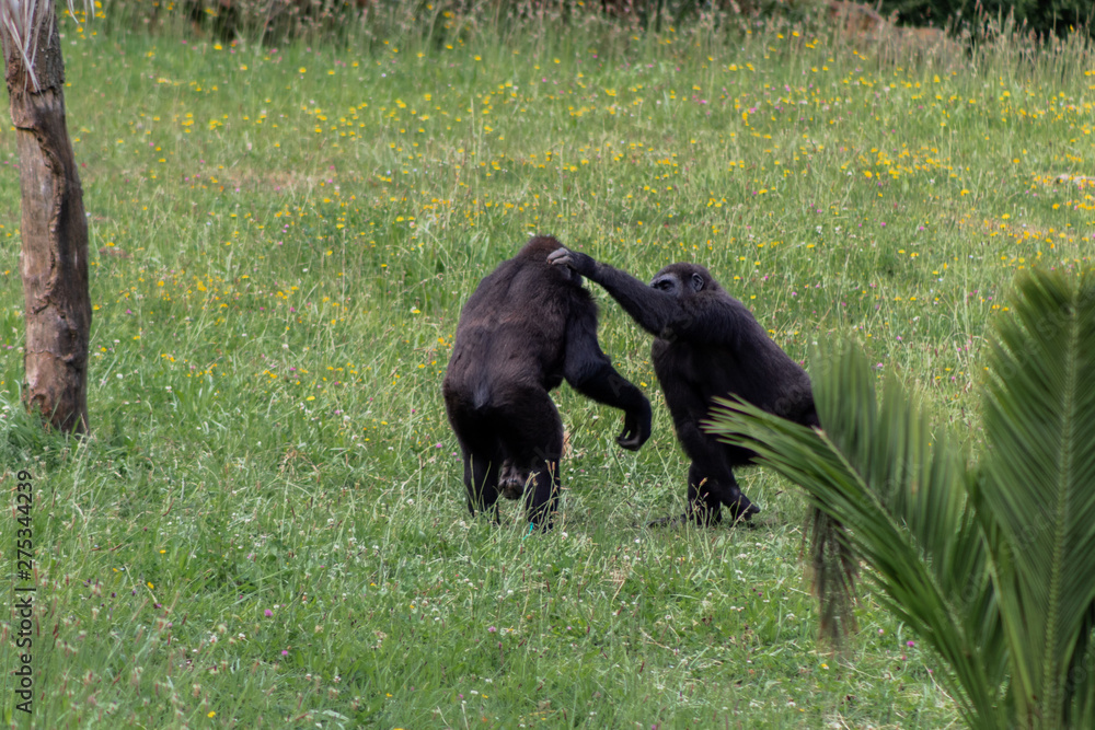 gorilla family playing and interacting with each other gorilla family playing and interacting with each other