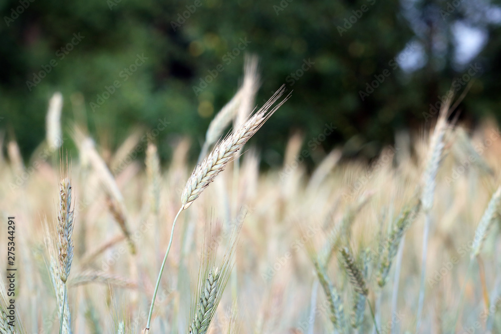 Fototapeta premium wheat field