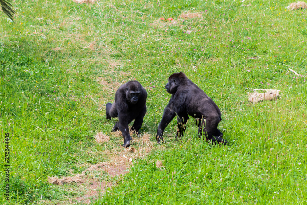 gorilla family playing and interacting with each other
