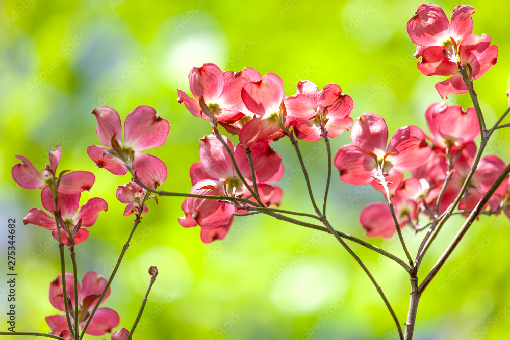 Red flower on green background Red flower on green background