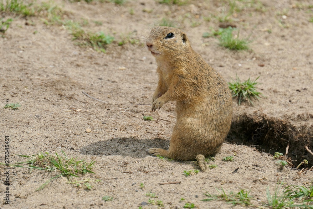 European ground squirrel - Spermophilus citellus European ground squirrel - Spermophilus citellus