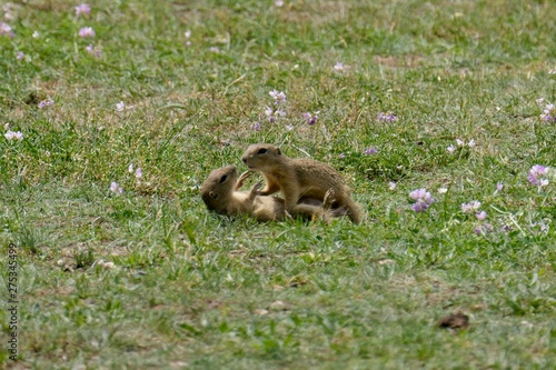 Wallpaper Mural Two European ground squirrels playing - Spermophilus citellus Torontodigital.ca