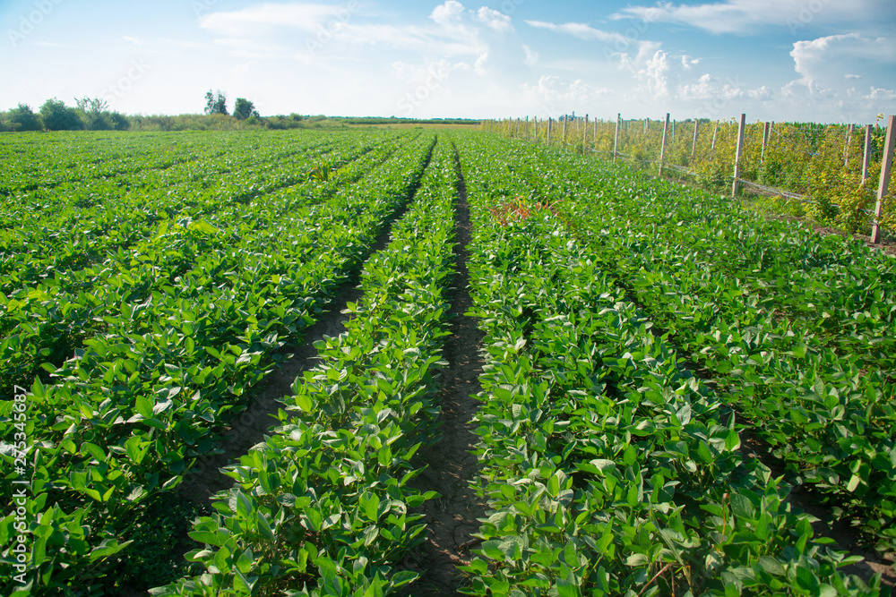 Soybeans on a sunny day Soybeans on a sunny day