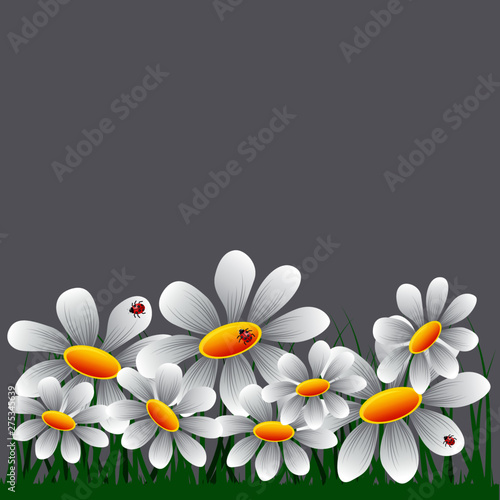 border with camomiles and cowls in the grass on a gray background