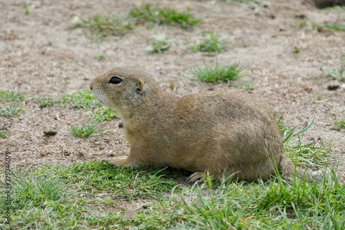 European ground squirrel - Spermophilus citellus