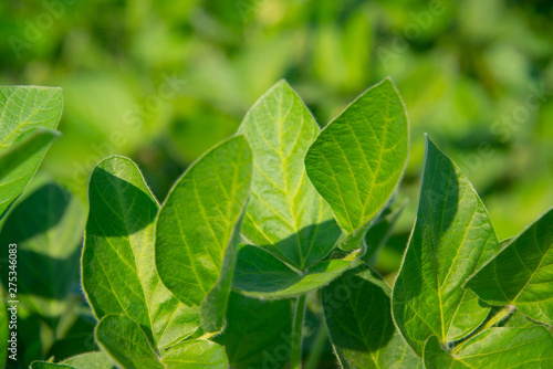 Soybeans on a sunny day