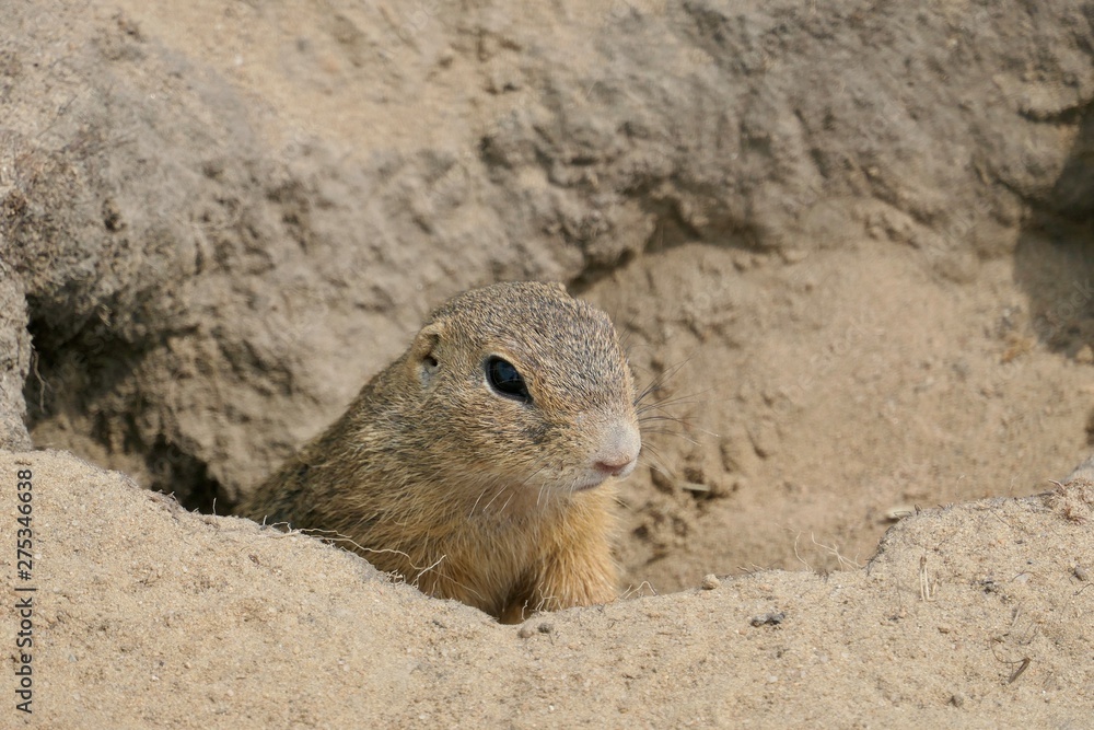 European ground squirrel looks out of the burrow - Spermophilus citellus