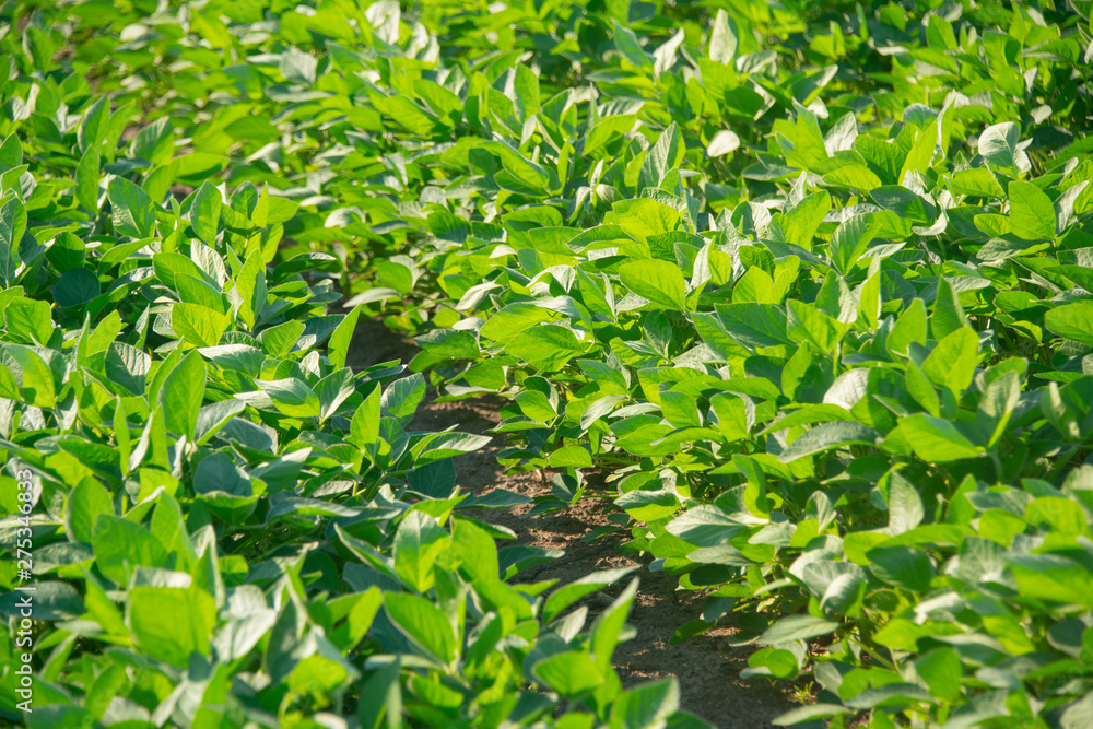 Soybeans on a sunny day Soybeans on a sunny day