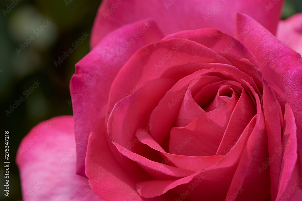 macro of a pink rose with the name: Parole macro of a pink rose with the name: Parole