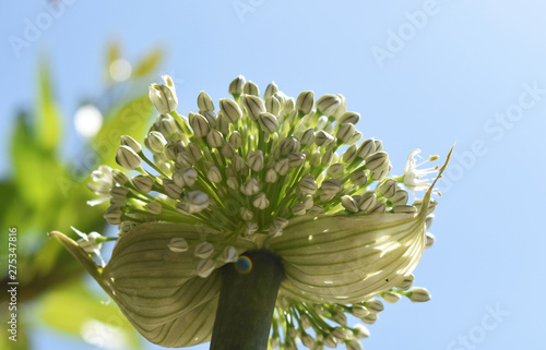 close-up on an umbel inflorescence of onion 