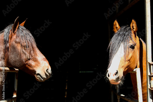 two horses on a background