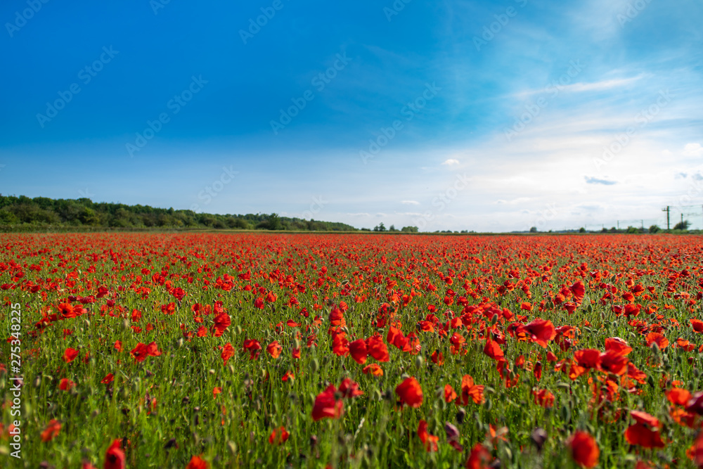 Field of Poppies on a Sunny Day - Landscape Field of Poppies on a Sunny Day - Landscape