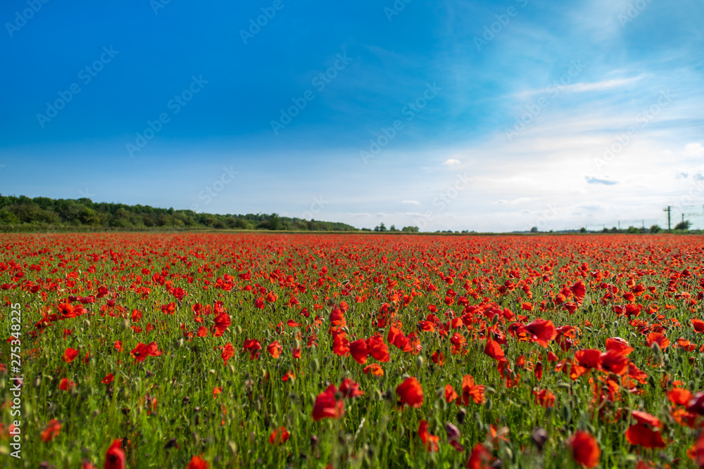 Field of Poppies on a Sunny Day - Landscape