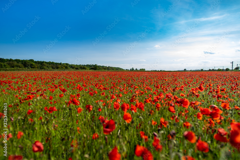 Field of Poppies on a Sunny Day - Landscape