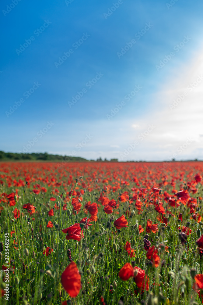 Field of Poppies on a Sunny Day - Portrait