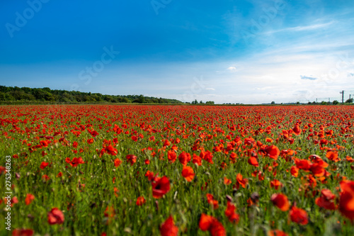 Field of Poppies on a Sunny Day - Landscape © Jack Soldano