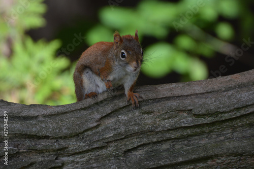 One Armed Red Squirrel
