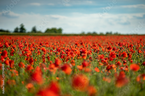 Field of Poppies on a Sunny Day - Landscape