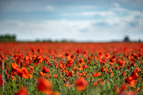 Field of Poppies on a Sunny Day - Landscape