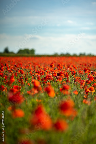 Field of Poppies on a Sunny Day - Portrait