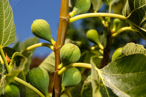 Close-up of branch of a common fig tree full of green unripe figs. Blue sky at background. Summer fruits.