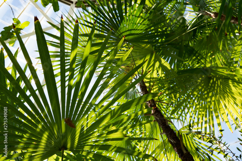 A variety of palms in a conservatory