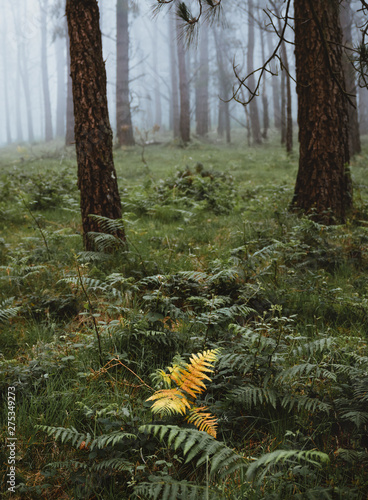 Yellow fern in a foggy gree...