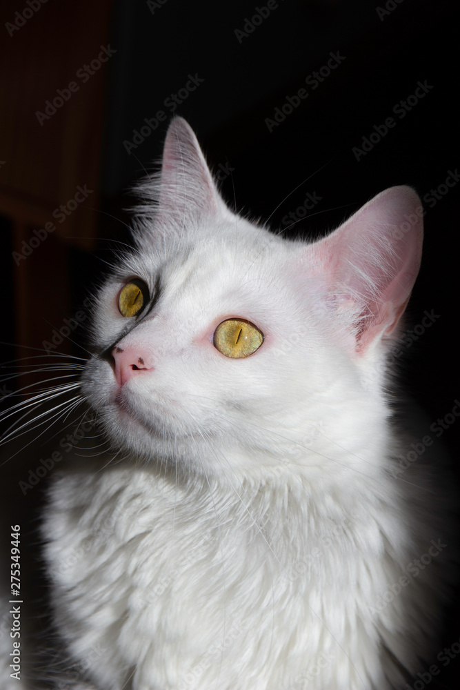 Retrato de uma gato branco Retrato de uma gato branco