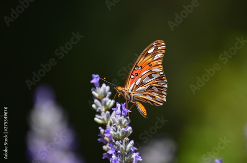 mariposa en lavanda 2