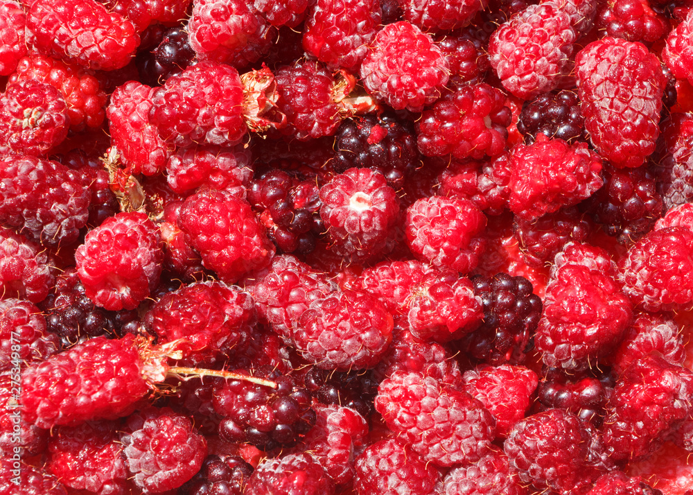 Background of fresh raspberries after harvesting during summer Background of fresh raspberries after harvesting during summer