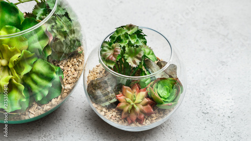 Glass florarium vases with succulent plants on concrete background
