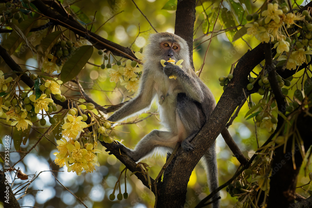 Long-tailed Macaque - Macaca fascicularis also known as crab-eating macaque, a cercopithecine primate native to Southeast Asia, is referred to as the cynomolgus monkey Long-tailed Macaque - Macaca fascicularis also known as crab-eating macaque, a cercopithecine primate native to Southeast Asia, is referred to as the cynomolgus monkey