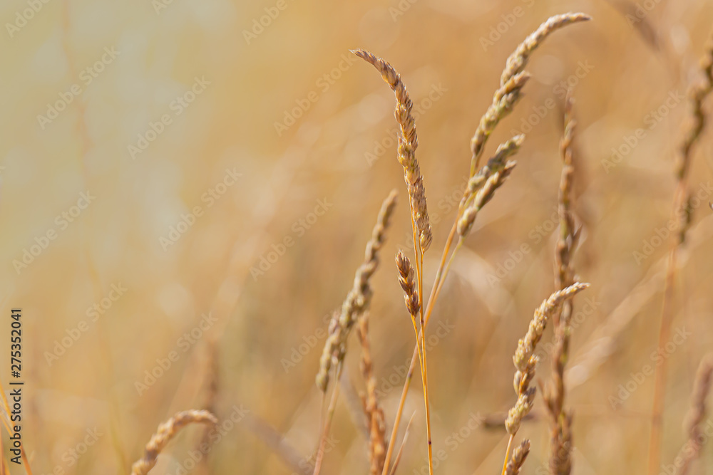 Fototapeta premium Wild grass in a meadow at sunset.