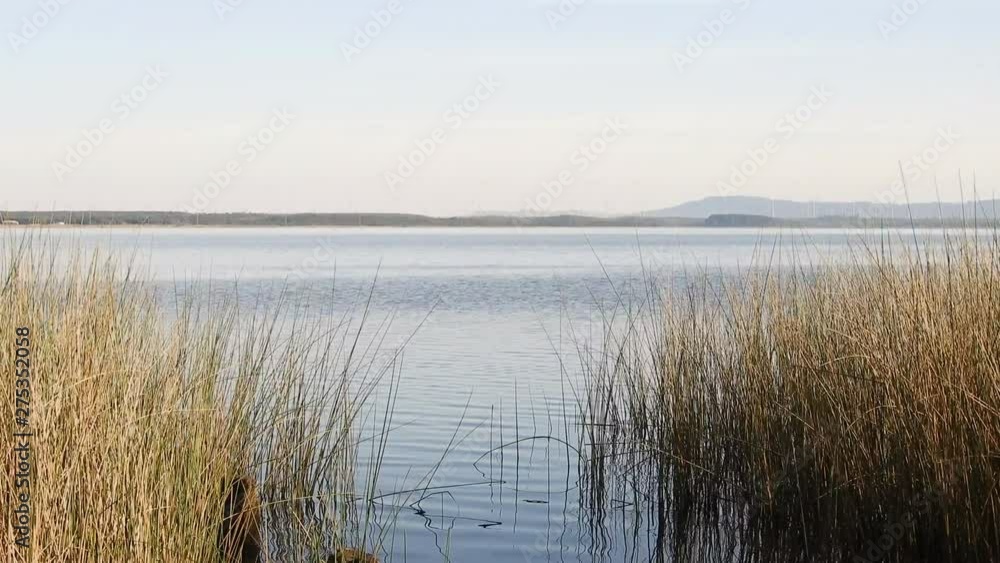 Serene lakeshore with reeds and wooden poles in daytime, pan up to reveal lake with wind turns on far shore. Serene lakeshore with reeds and wooden poles in daytime, pan up to reveal lake with wind turns on far shore.