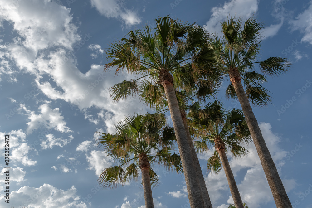 Palme vor blauem Himmel mit wessen Wolken - Tropischer Hintergrund
