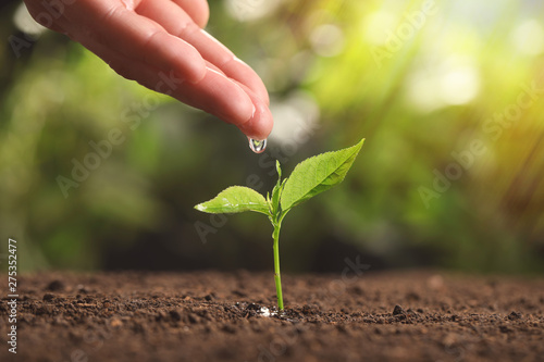 Woman pouring water on young seedling in soil against blurred background, closeup