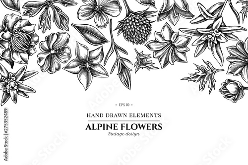 Floral design with black and white bellflower, edelweiss, globethistle, globeflower, meadow geranium, gentiana