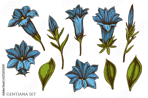 Vector set of hand drawn colored gentiana photo