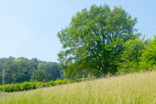 Dutch Landscape in  summer with trees