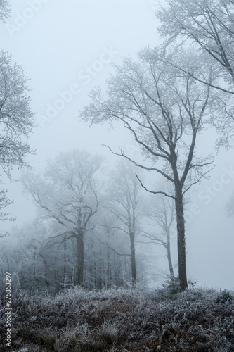 foret d Orleans en hiver