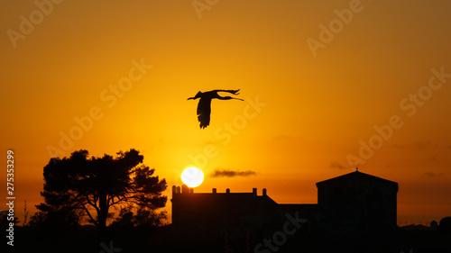 Eurasian Spoonbill Platalea leucorodia Flying at Sunset Cadiz Spain
