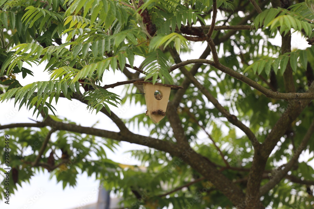 Mésange sur une mangeoire Mésange sur une mangeoire