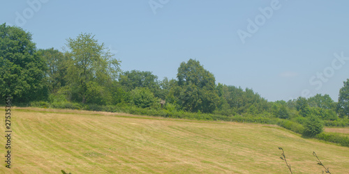 Dutch Landscape in  summer with trees