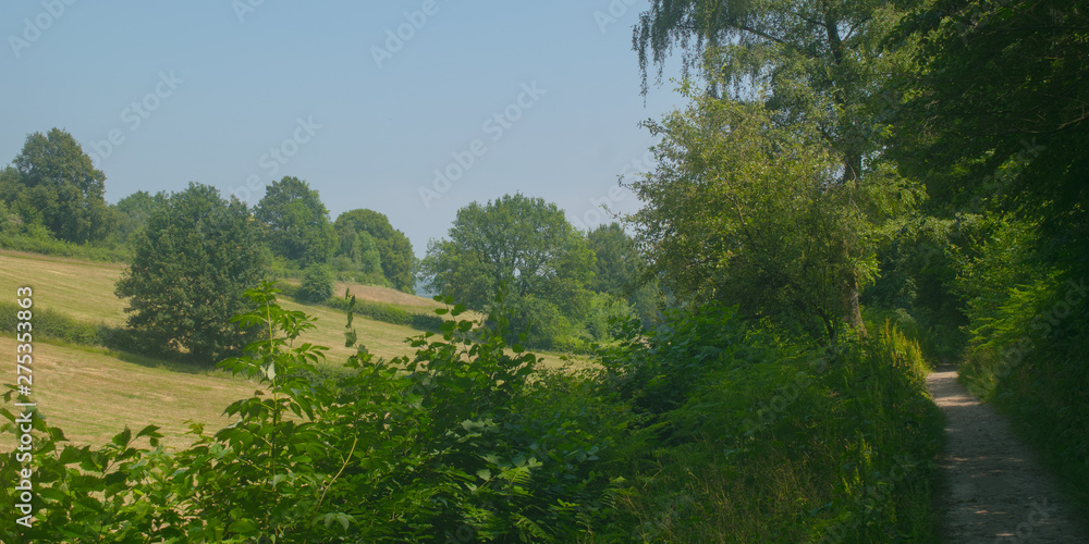 Dutch Landscape in  summer with trees