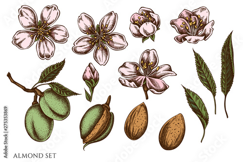 Vector set of hand drawn colored almond