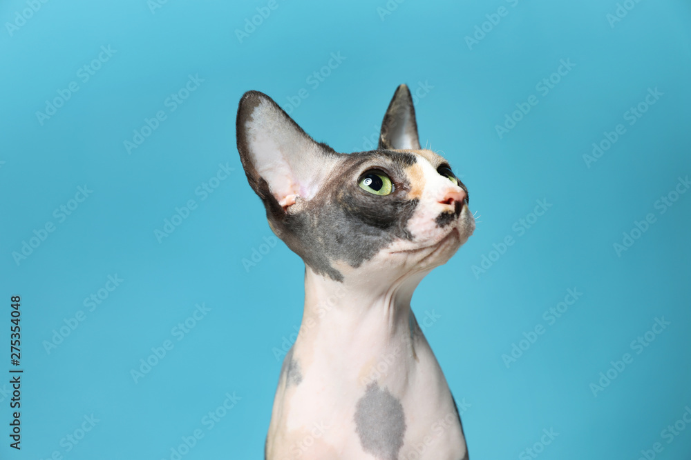 Cute sphynx cat on color background. Friendly pet