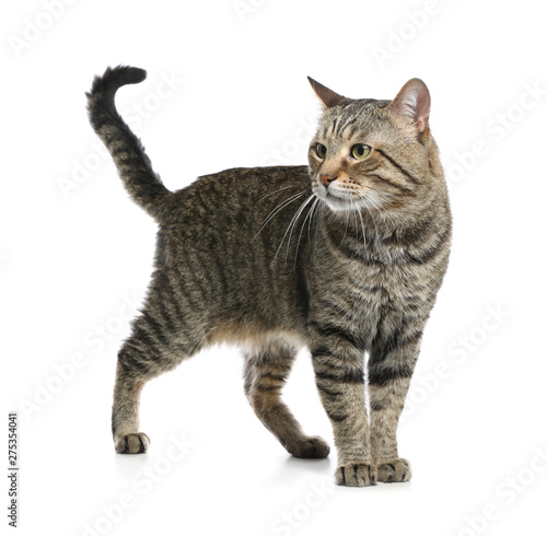 Fotografie Cute tabby cat isolated on white. Friendly pet