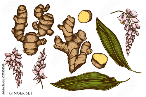 Vector set of hand drawn colored ginger