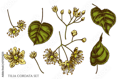 Vector set of hand drawn colored tilia cordata